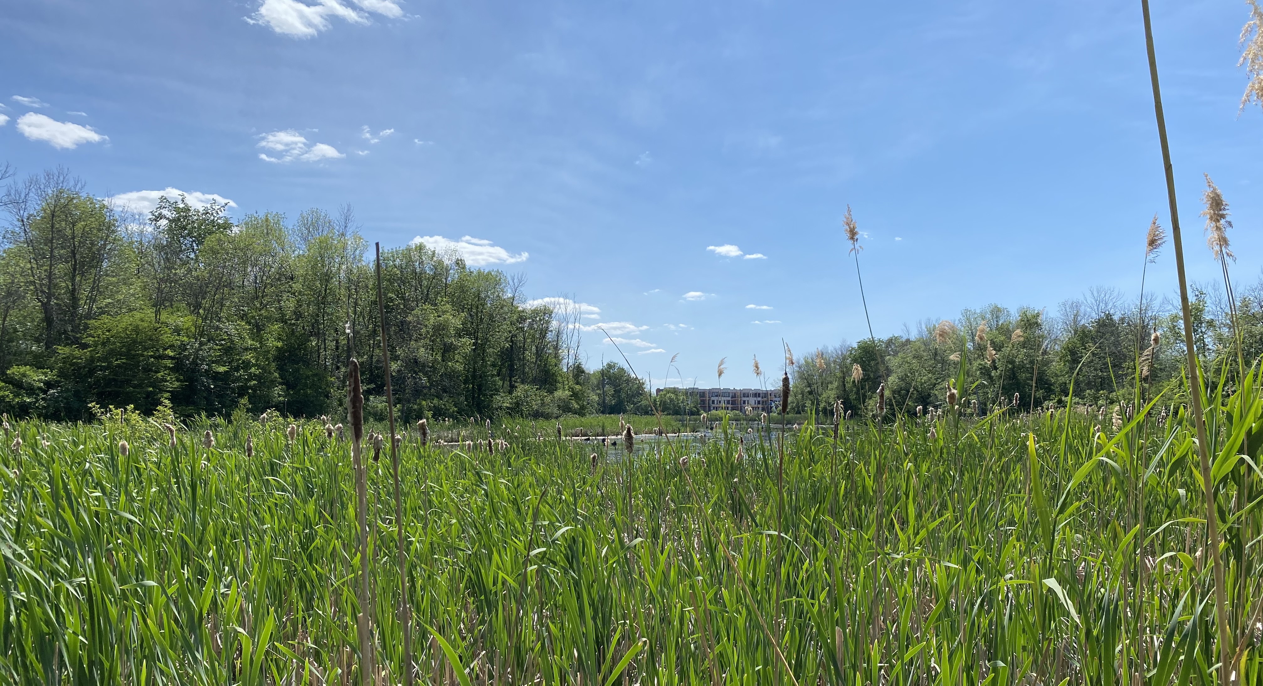 Travaux de rétablissement des habitats du marais Fouquet